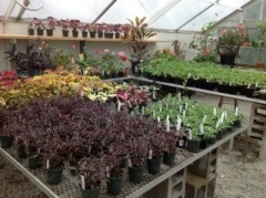 Widget for home page plant sale draft